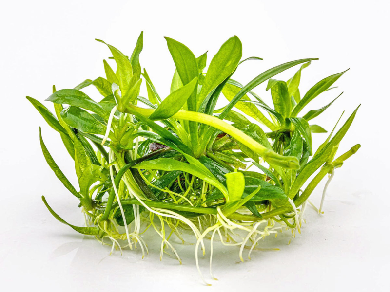 Preview: Schmalblättrige Schwertpflanze - Helanthium bolivianum Quadricostatus in vitro